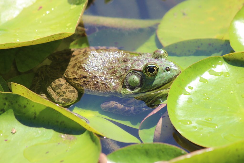 What do American bullfrogs (Rana catesbeiana) eat?