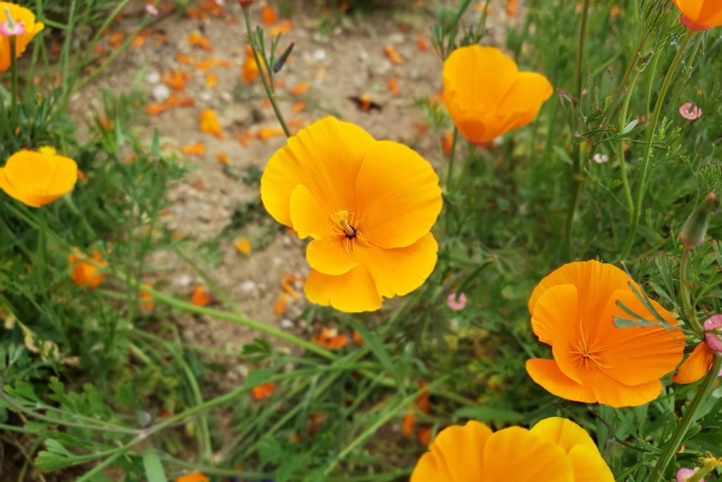 California poppy, Eschscholzia californica – Biodiversity Atlas of LA