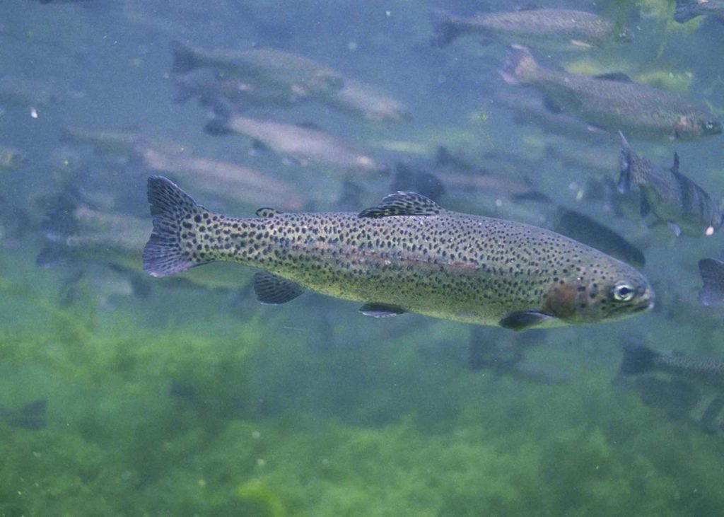 Rainbow Trout (Estuaries.NOAA.gov) · iNaturalist