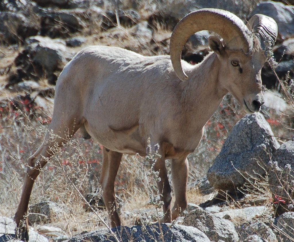 Desert bighorn sheep, Ovis canadensis nelsoni Biodiversity Atlas of LA