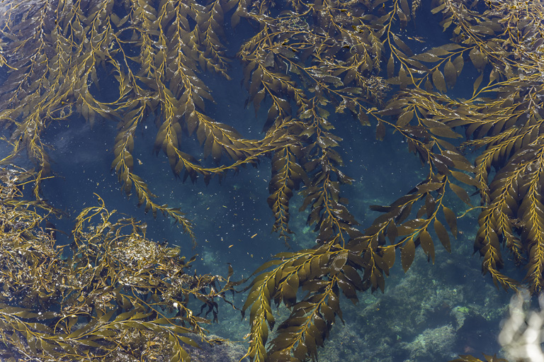 Kelp Forest Biodiversity Atlas Of La