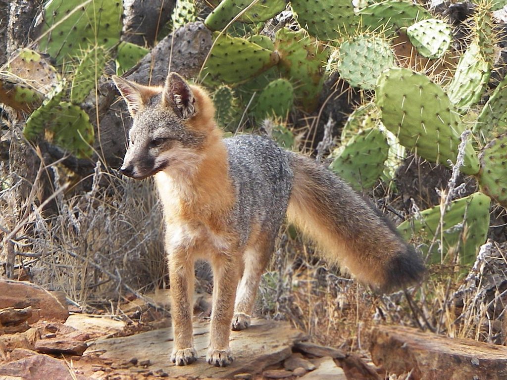 island fox habitat