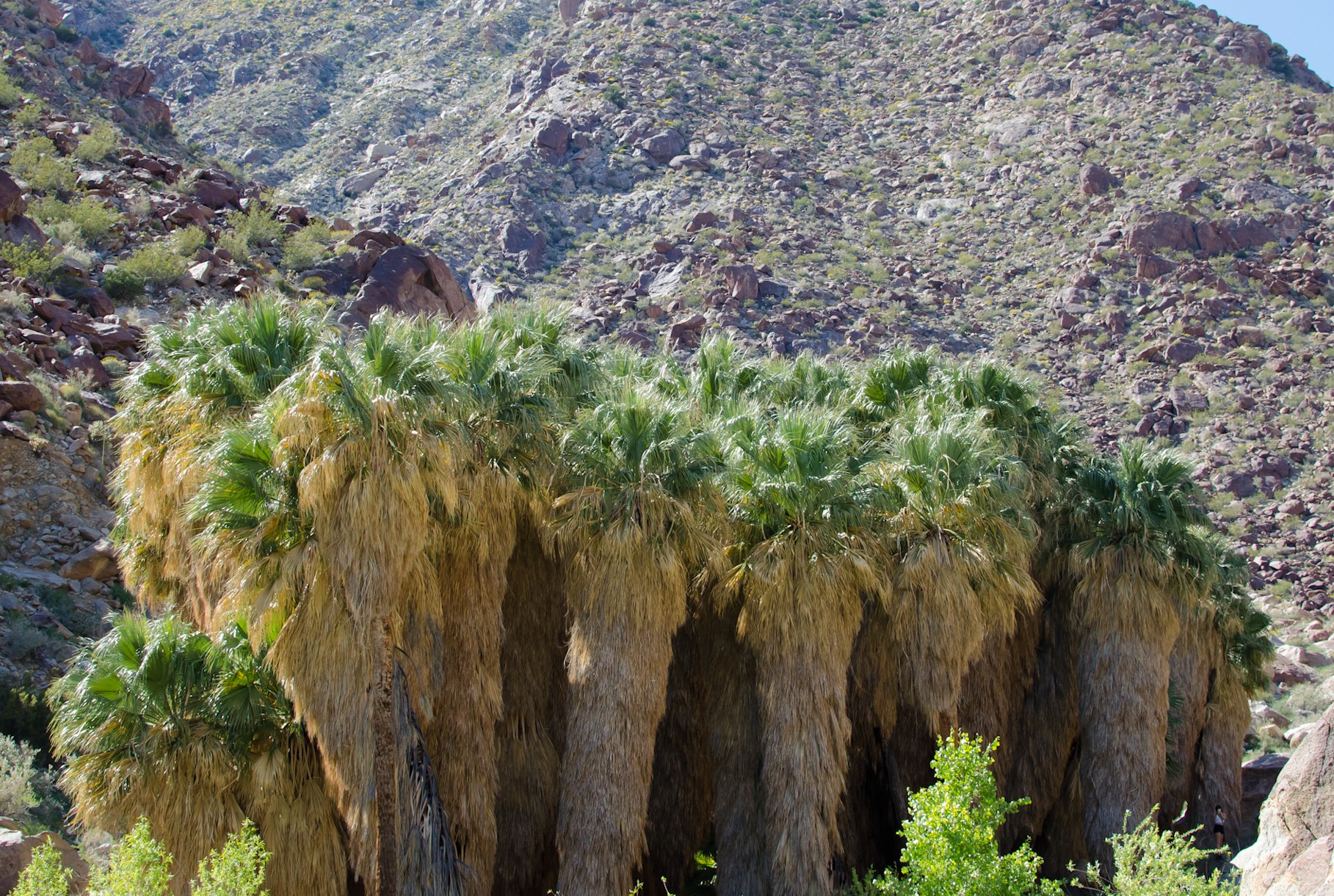 California Fan Palm Washingtonia Filifera Biodiversity Atlas Of La