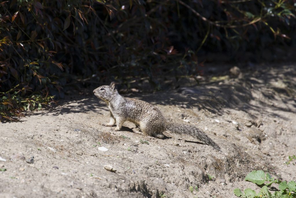 Northern California Ground Squirrel Control