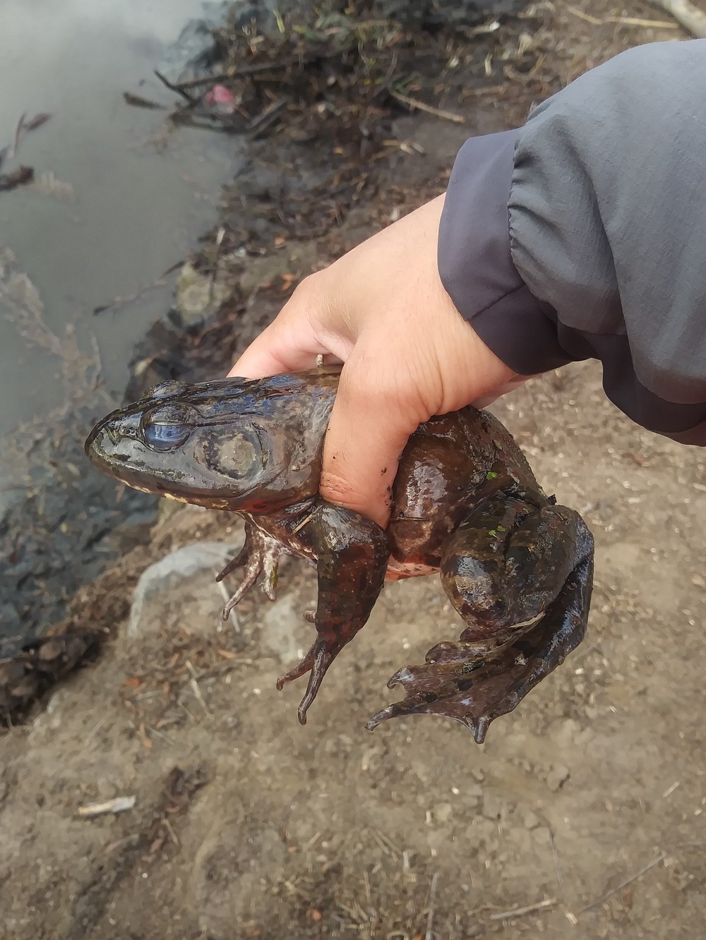 American Bullfrog, Lithobates Catesbeianus – Biodiversity Atlas Of LA