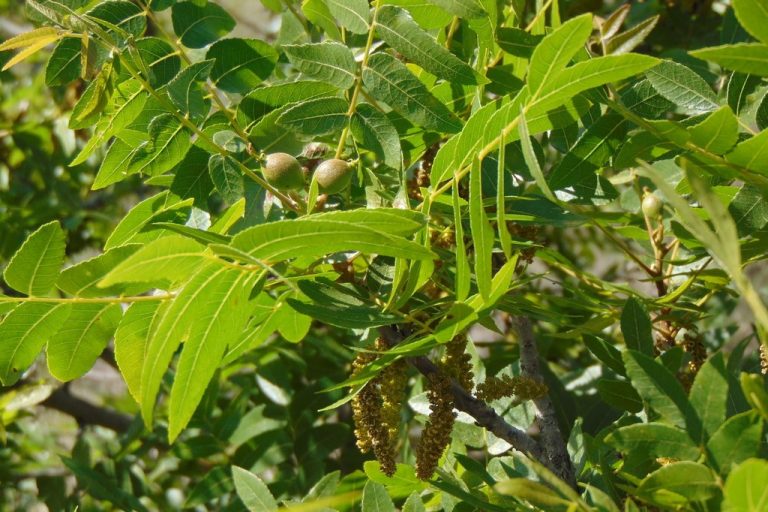 California black walnut, Juglans californica – Biodiversity Atlas of LA