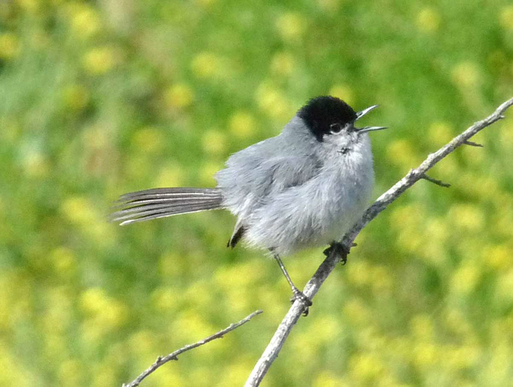 California Gnatcatcher