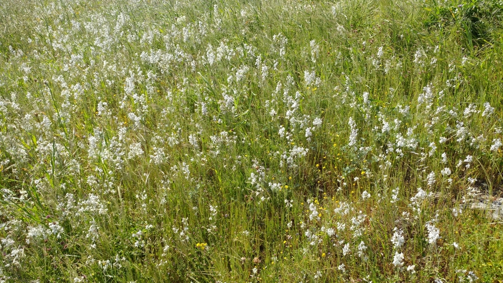 Threatened Island Plants – Biodiversity Atlas of LA