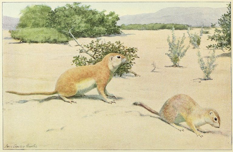 Mohave ground squirrel, Xerospermophilus mohavensis – Biodiversity