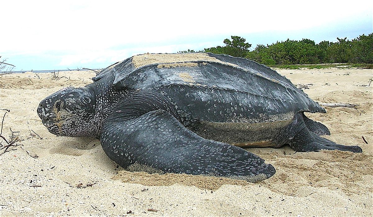 Pacific leatherback sea turtle, Dermochelys coriacea Biodiversity