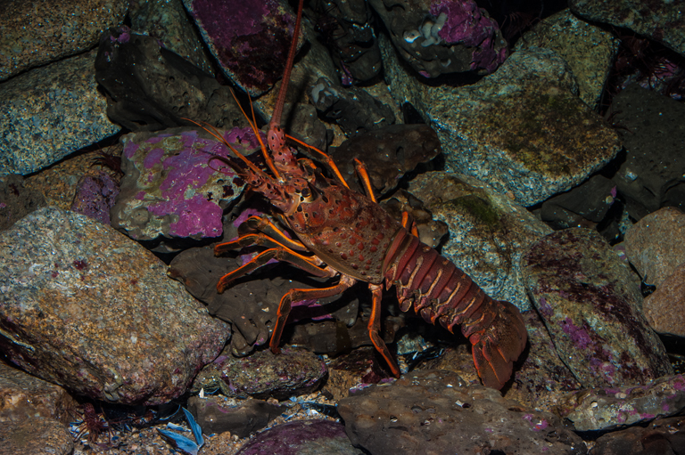 California spiny lobster, Panulirus interruptus Biodiversity Atlas of LA