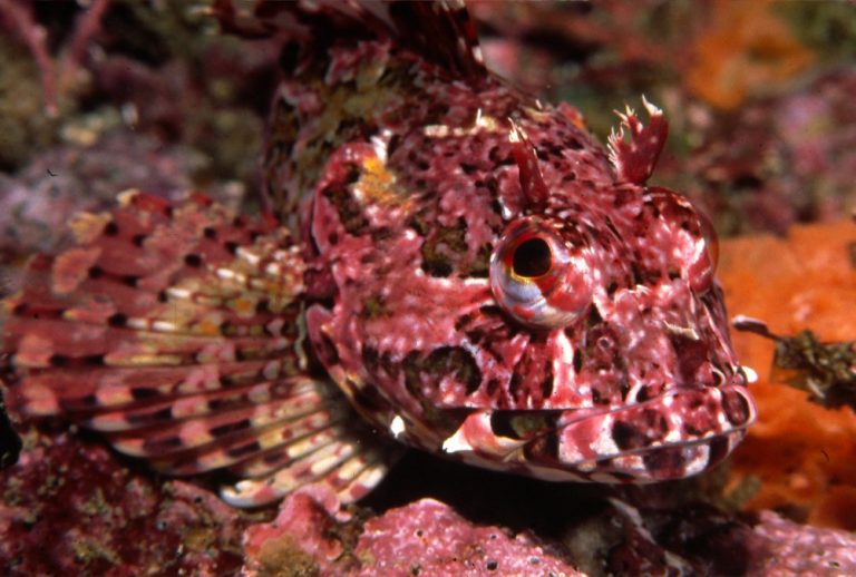 cabezon-scorpaenichthys-marmoratus-biodiversity-atlas-of-la