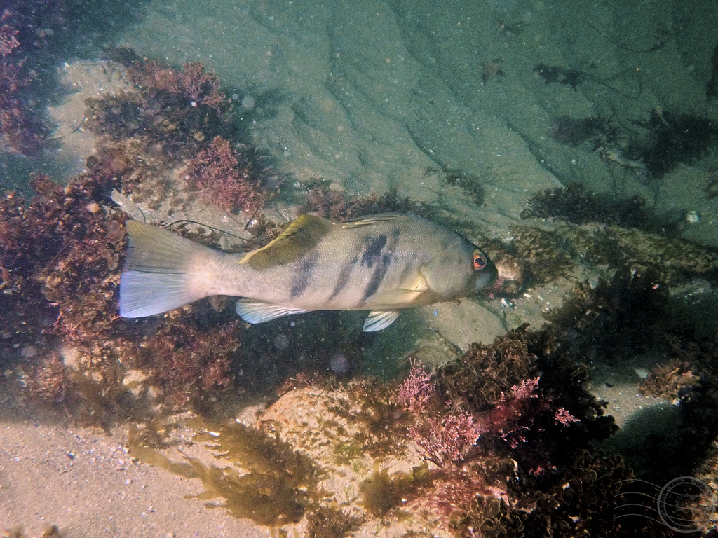 Learn About the Barred Sand Bass – Fishing