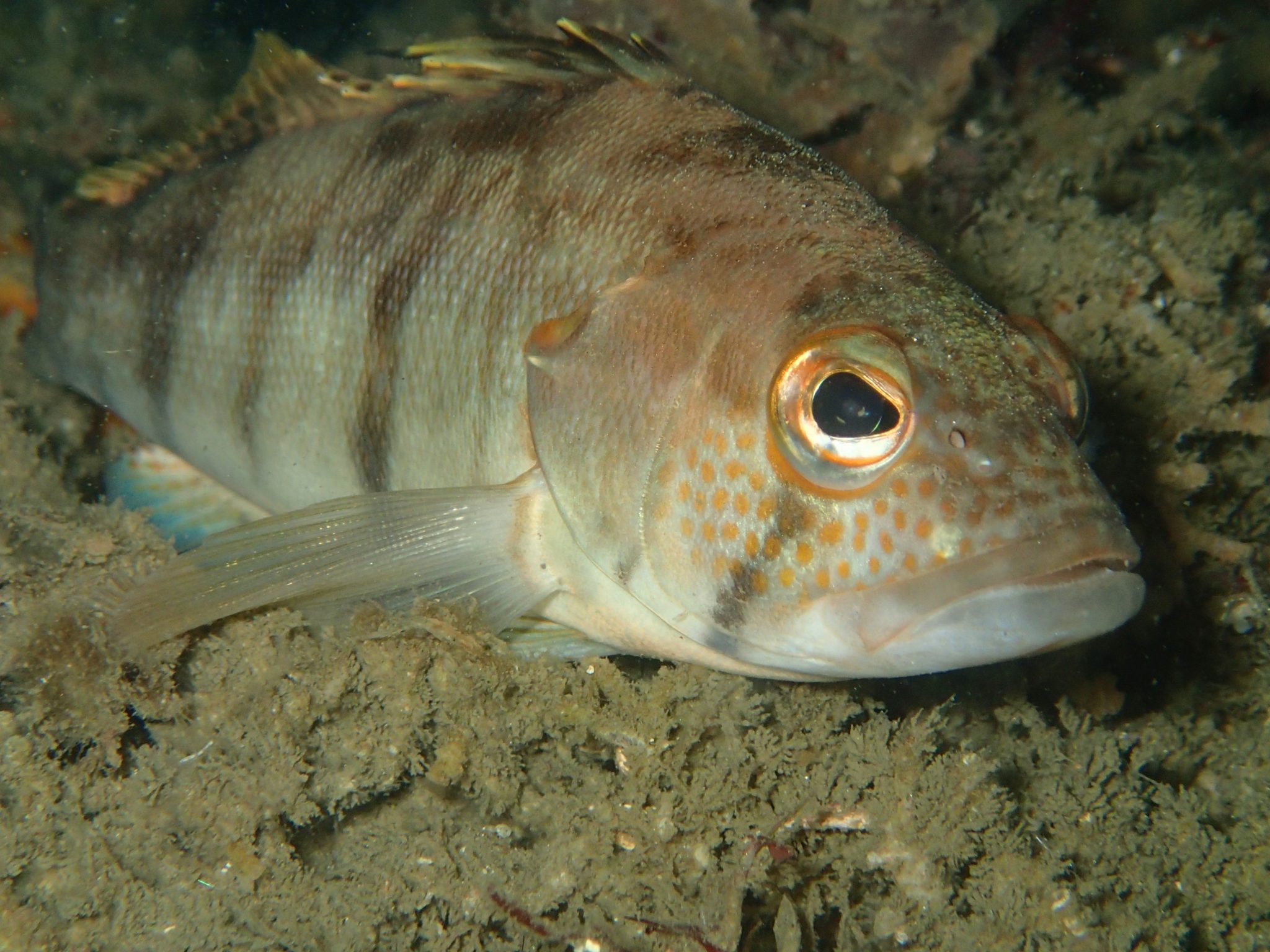 Barred Sand Bass, Paralabrax Nebulifer – Biodiversity Atlas Of La