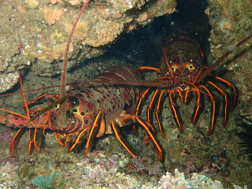 California spiny lobster, Panulirus interruptus Biodiversity Atlas of LA