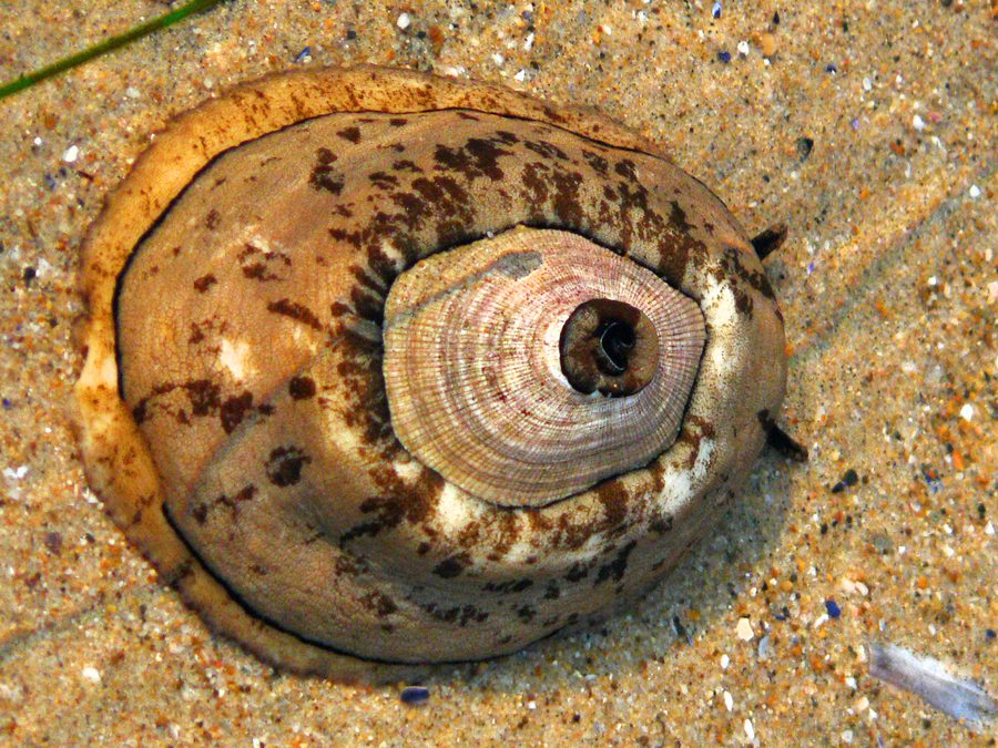 Keyhole Limpet Shell