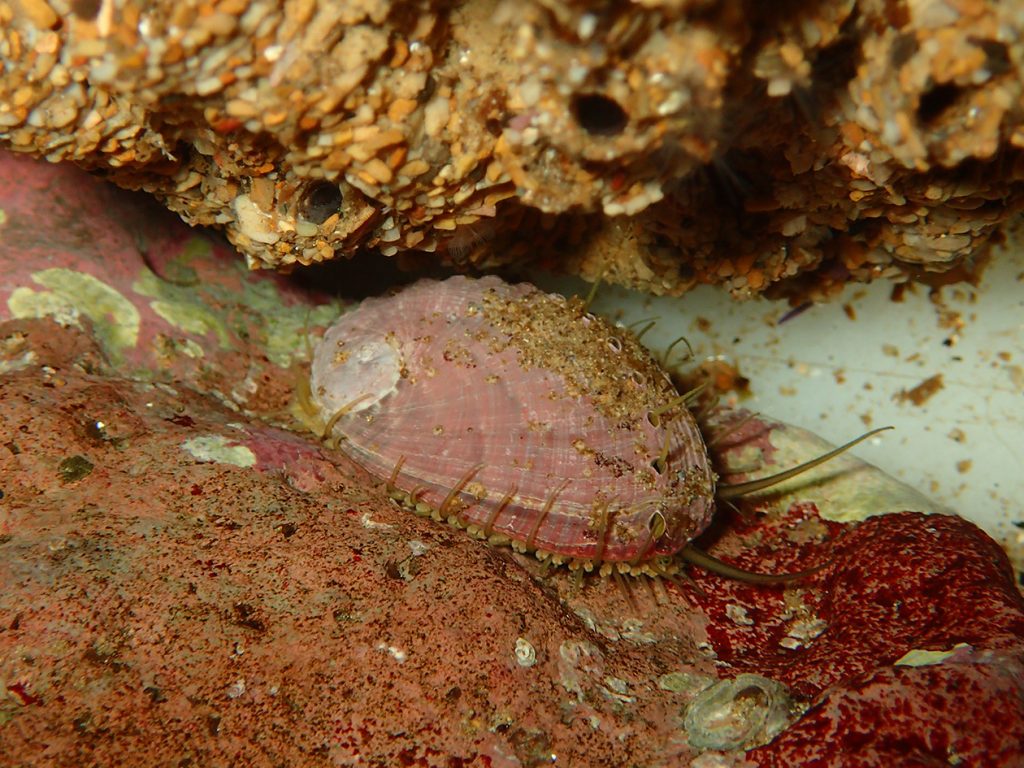 Green Abalone  NOAA Fisheries