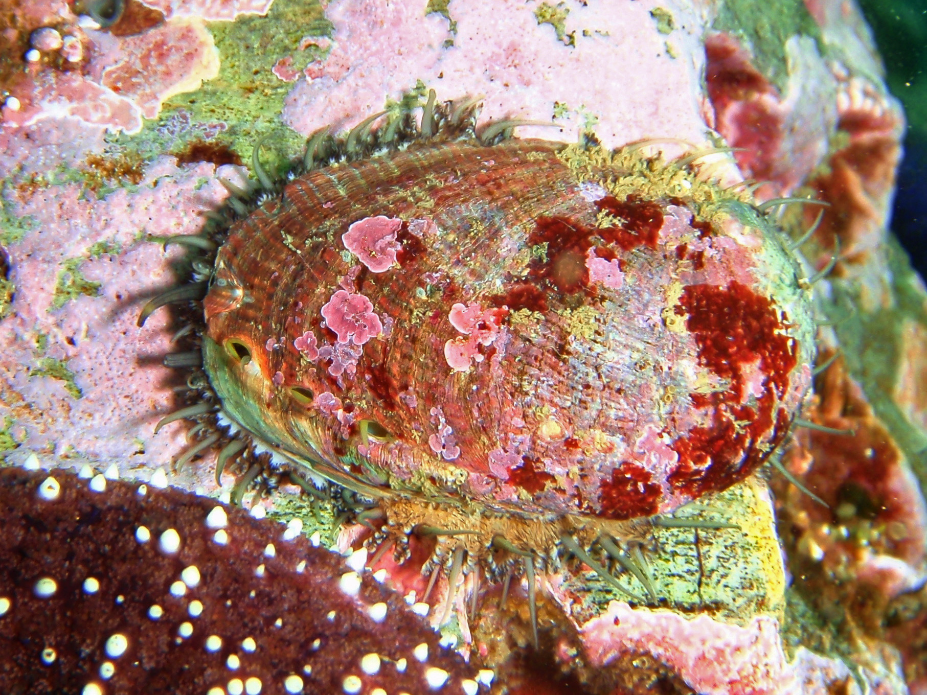 Green abalone, Haliotis fulgens – Biodiversity Atlas of LA